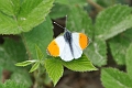 orange tip, butterfly, orange-2